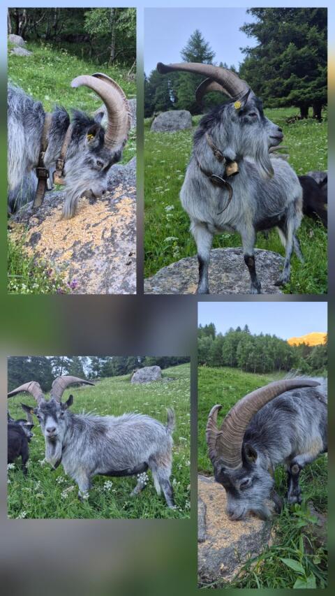 Blobe Bock HB, L-Linie