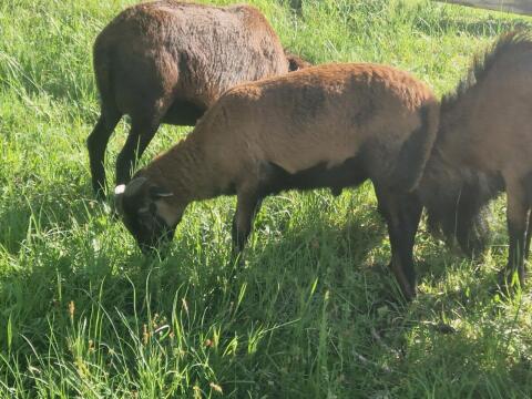 Kamerunschaf