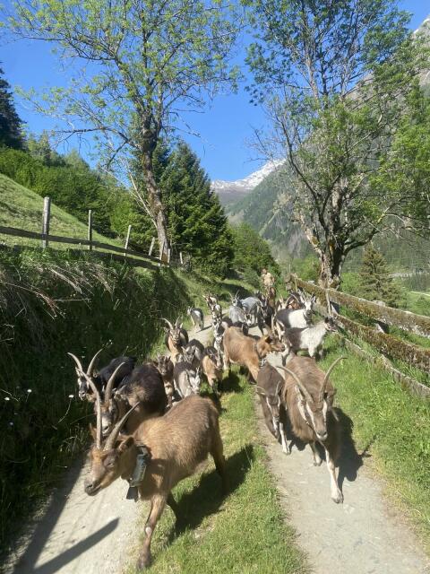 Passeirer Goas, Kitze, Bockkitz zu verkaufen