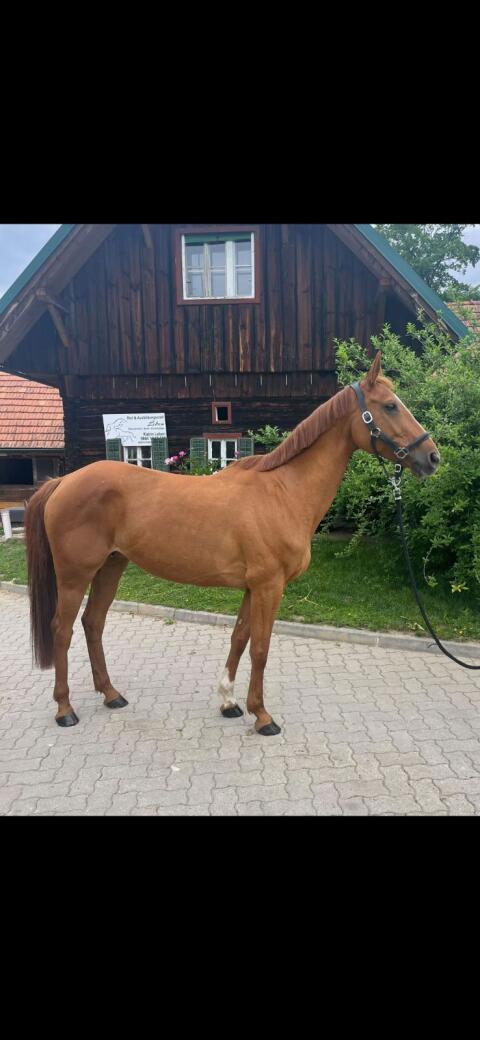 Warmblutstute