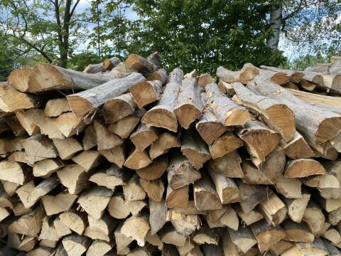 Brennholz Hainbuche