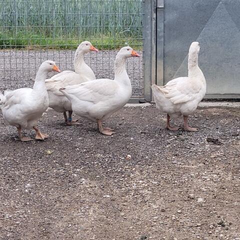 Gänse