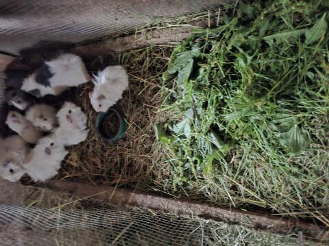 Meerschweinchen