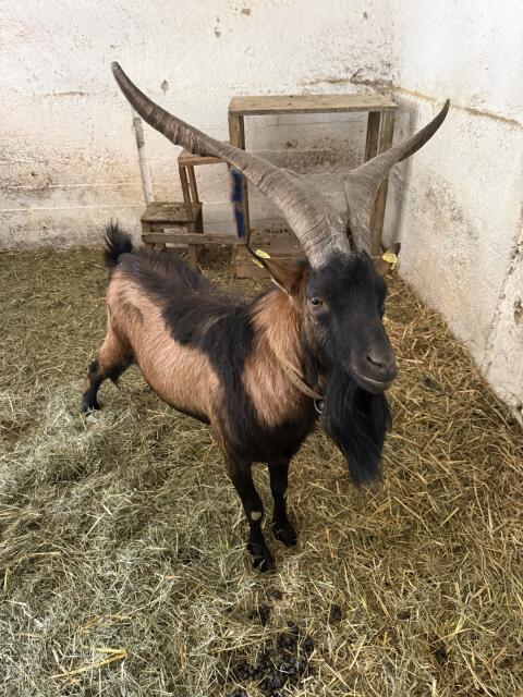 Aosta-Ziegenbock-Mischling