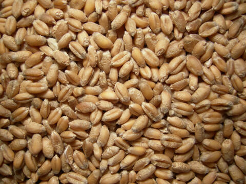 Bio-Weizen, Bio-Roggen