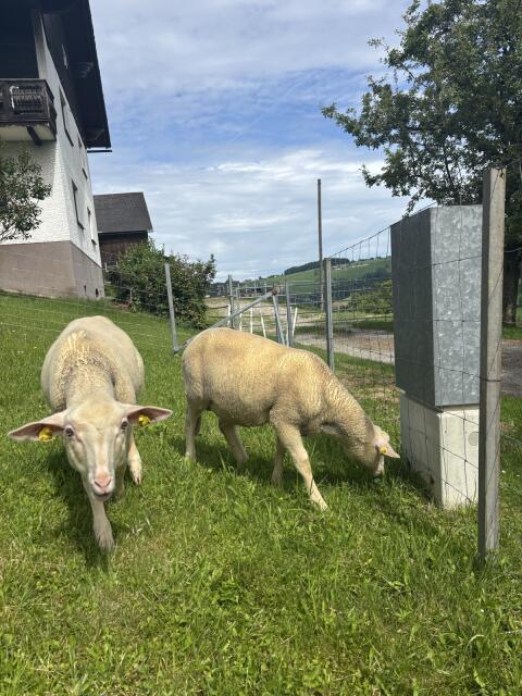 (Verkauft) Verkaufe zwei männliche Widder-Schafe
