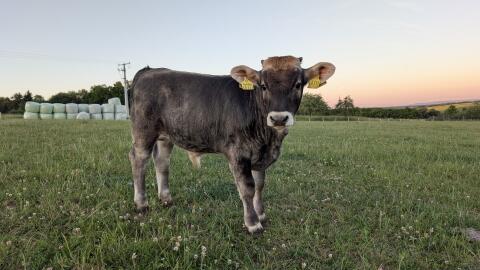 Tiroler Grauvieh Bullenkalb