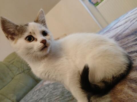 Babykatze (weiblich)