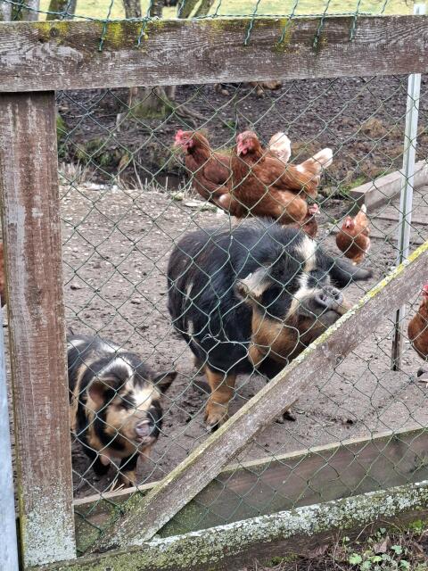 Kune Kune Eber Romeo