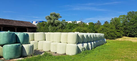 Maissilageballen, Ernte 2025