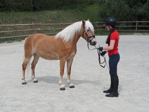 Edessa, Haflinger-Stute