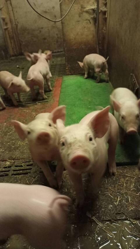 Verkaufe Ferkel