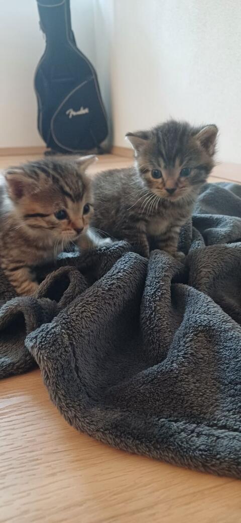 Katzenbabys