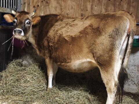 Verkaufe mehrere Jerseykühe in Milch