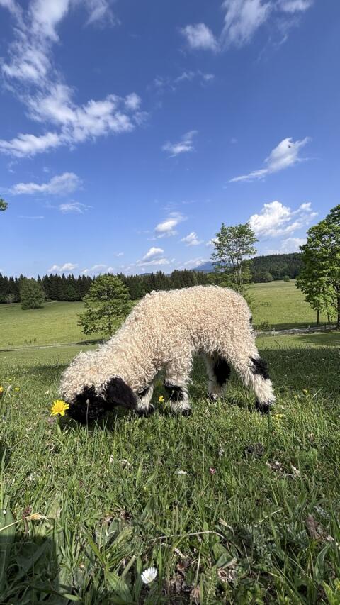 Walliser Schwarznasen Bio