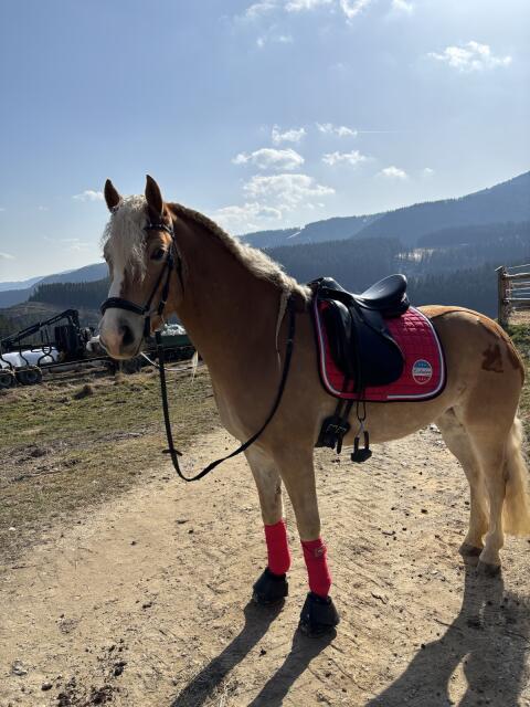 Haflinger Stute