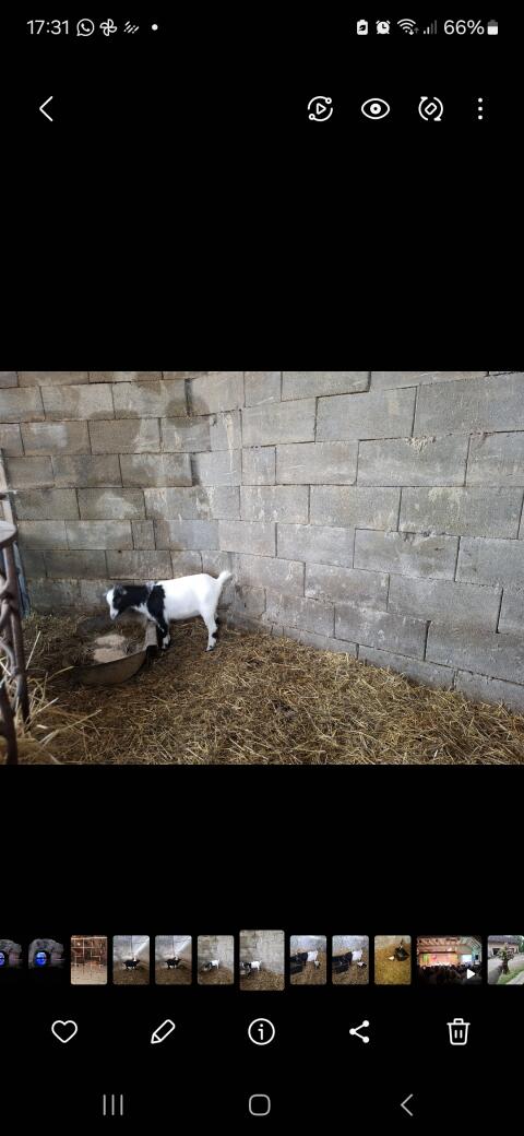 Zwergziege