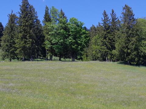 12 ha Grünland und Wald