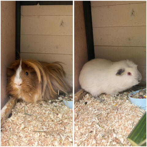 Meerschweinchen