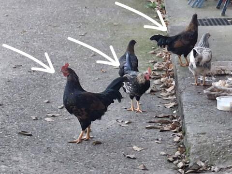 Verschenke 3 Zwerghähne, Junghähne
