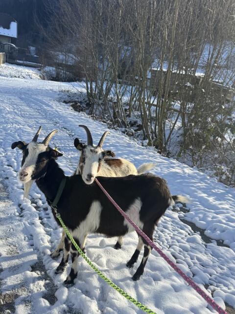 2 Ziegen