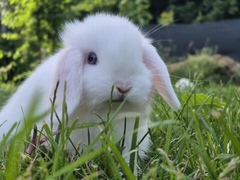 Mini Lop Nachwuchs-Pärchen