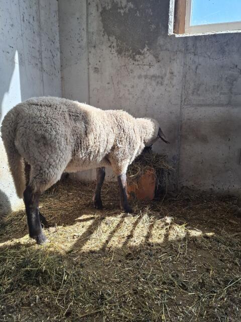 Widder