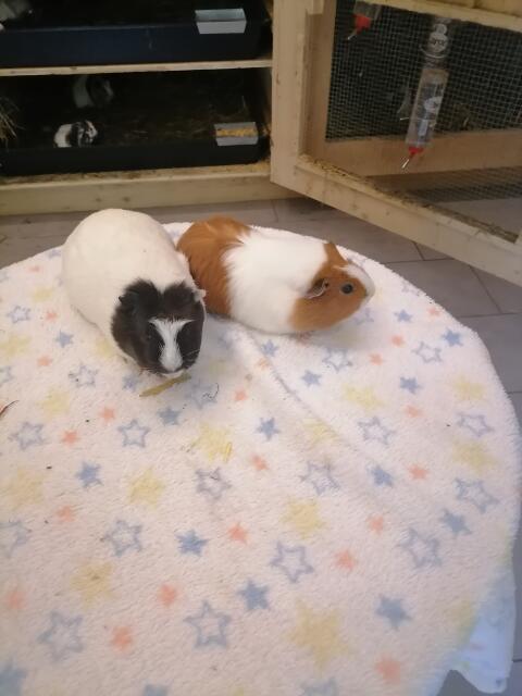Meerschweinchen-Weibchen