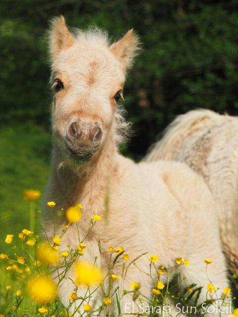 Mini-Shetlandponys in seltenen Sonderfarben