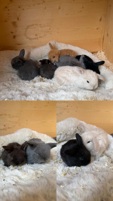 Neue Mini Lops Kaninchen