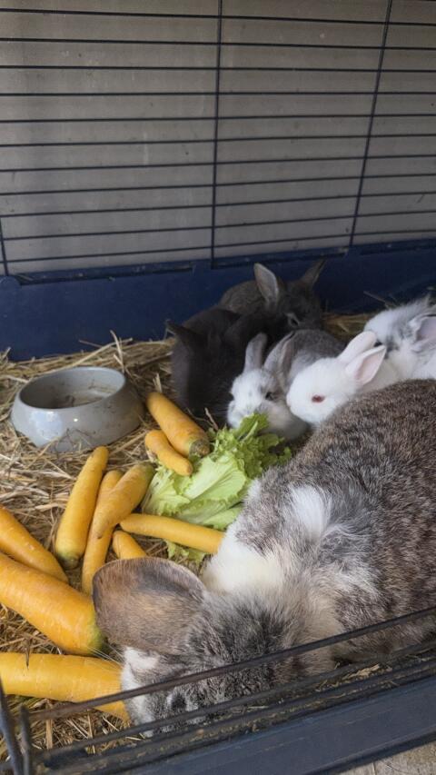 Zwergkaninchen