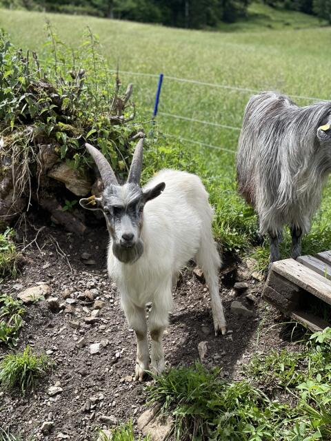 Blobe Walliser Mix Bockerl, Bock, Ziegenbock