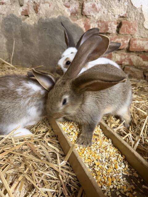 Hauskaninchen