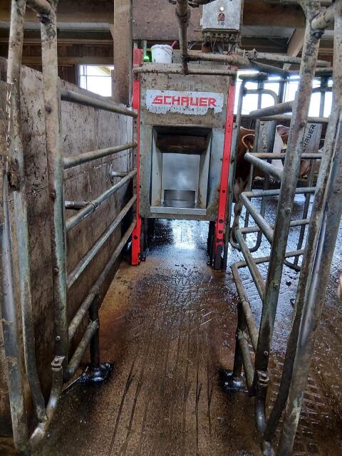 Kraftfutterstation Schauer Compident Cow