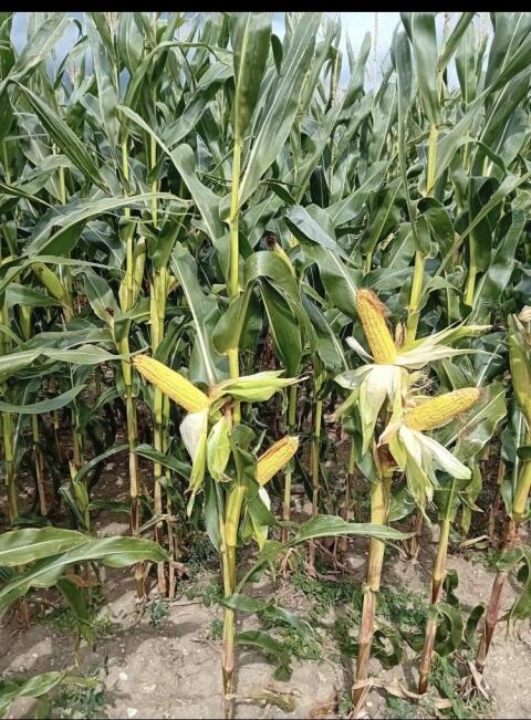 Silomais ab Feld