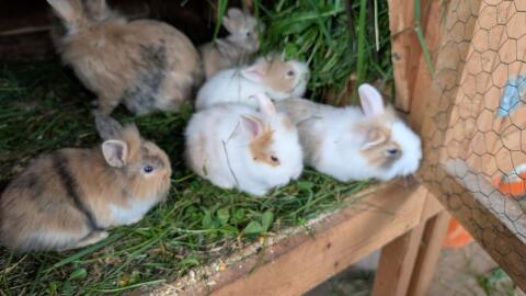 Zwergkaninchen in verschiedenen Farben