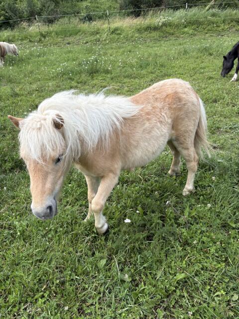 Ponys zu verkaufen