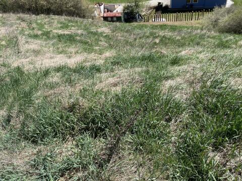 Gratis Weide, Futteraufwuchs 0,7 ha für Schafe, Ziegen, Kälber