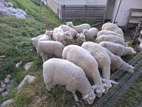 Texel-Schafe