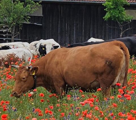 Red Wagyu Kuh mit, ohne Kuhkalb, Herdbuch (Akaushi)