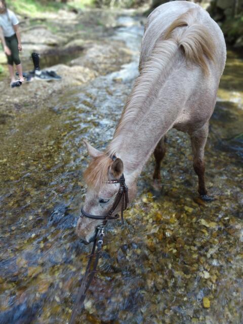 Verschmuste Ponystute im Red-Roan-Look