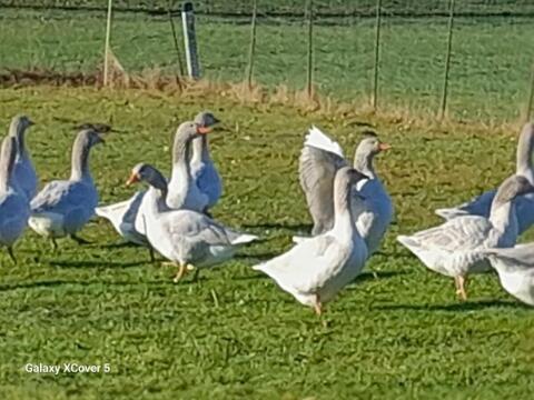 Gänse