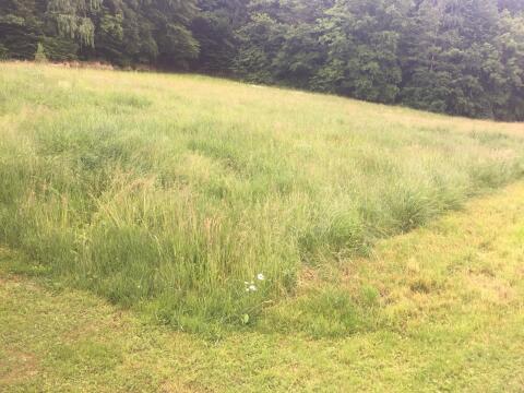 Wiese zum Selbstmähen