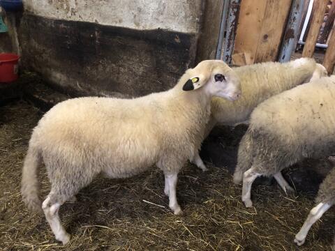 Brillenschaf-Widder