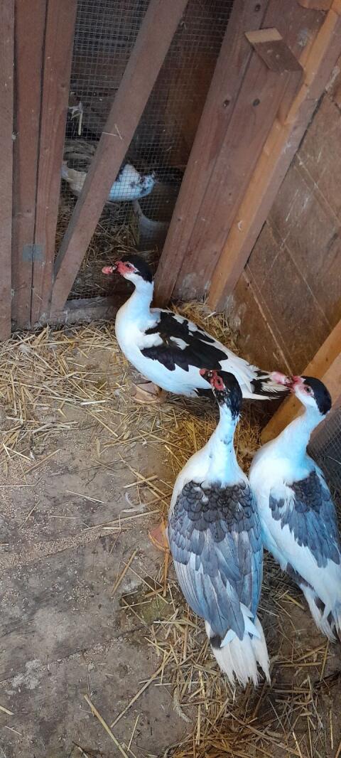 Enten