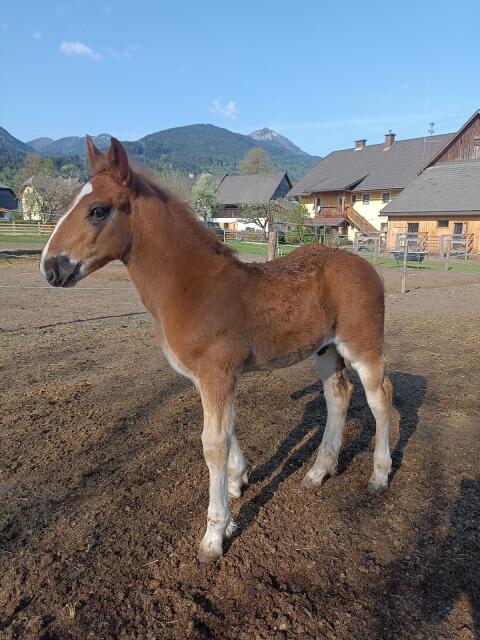 Noriker Hengstfohlen