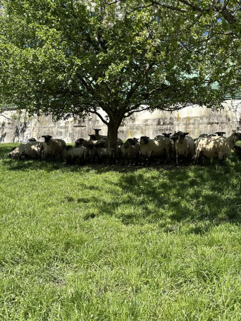 Shropshire Herde