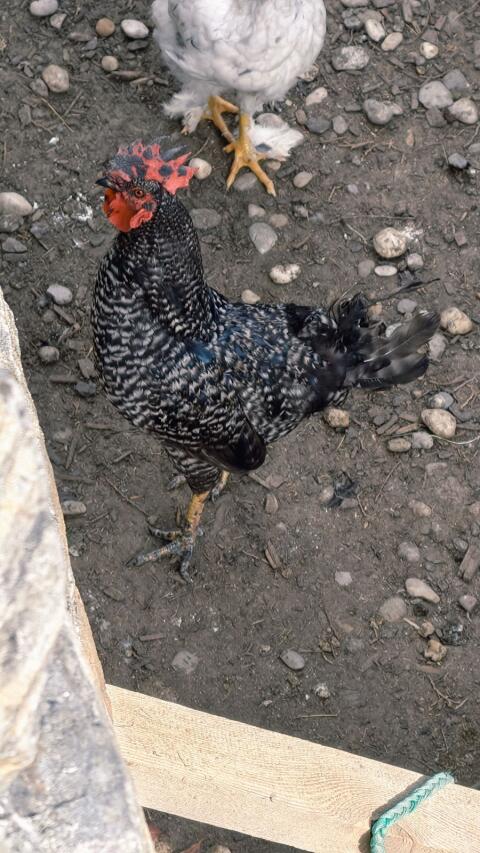 Ayam Cemani Mix
