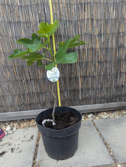 Feigenbaum Weinviertler Feigen