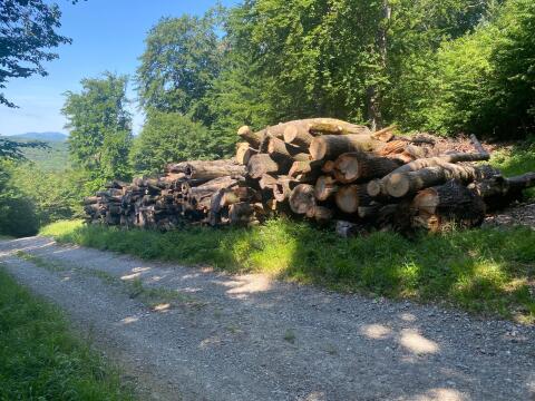 Eschenholz, auf Wunsch auch Buche